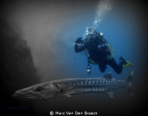 Barracuda Jhon living in "The liberty Wreck" Tulamben by Marc Van Den Broeck 